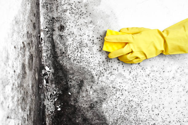 Best Emergency Mold Remediation  in Washburn, WI