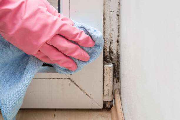 Best Mold Removal for HVAC Installations  in Washburn, WI